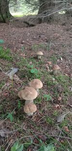 По Грибы (2018-2022)