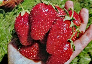 Клубника, земляника, малина