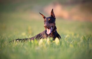 Статьи о доберманах