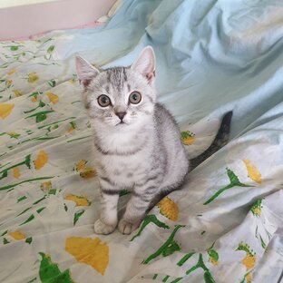 Мои животные.