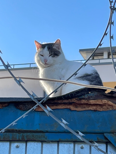 Сам себе наблюдатель