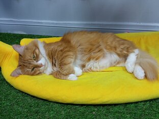 Все об уходе за любимыми котами 