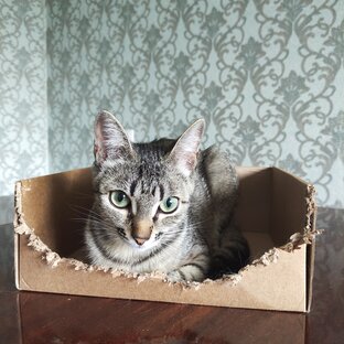 Авито-Копилка