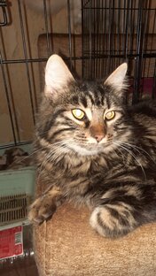 Котик Арменчик
