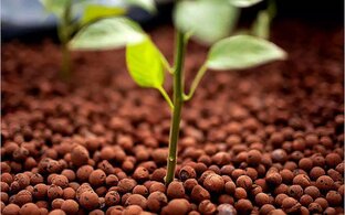 До и после перевода на гидропонику.