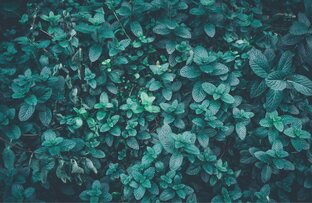 Идеи для ЛД.