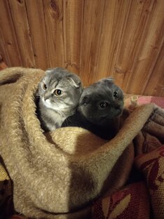 Любимые игрушки Ксюши и Плюши