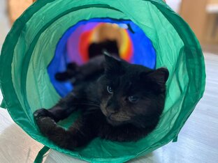 Истории появления наших питомцев