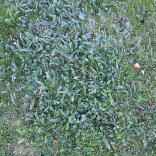 Растюхи, не цитрусята