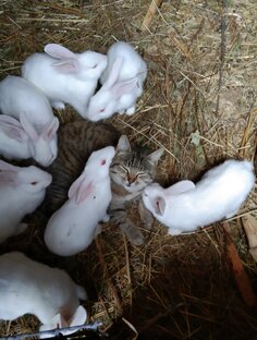 Моя живность😊