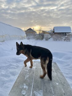 Бег🐕