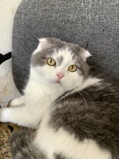 В мире животных и насекомых 