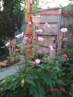 Анемона осенняя сорт робистиссима