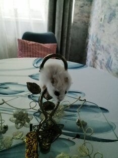 "Няшик "-любимый хомяк. 