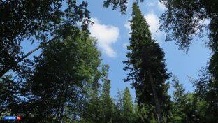 Весеннего настроения 