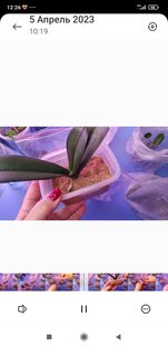 Орхидеи в песке