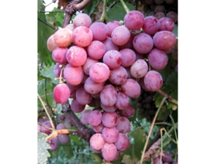 Виноград