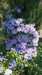Всё о клематисах🌸🌸🌸