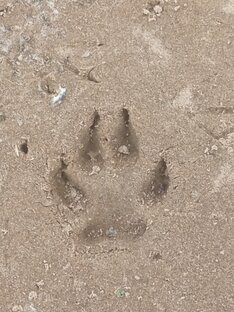 Кот или волк?