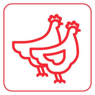 Какими бывают куры