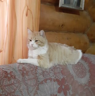 Про котика и других животных