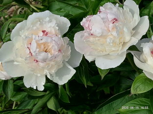 Сад - огород