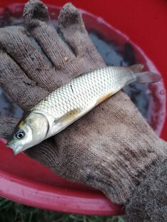 Зарыбление водоёмов.
