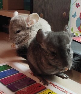 Шиншиллы и кот