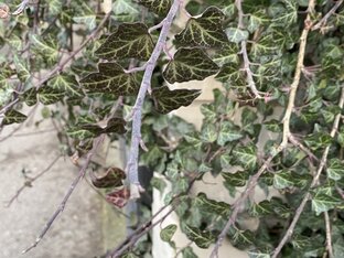 Растительный мир Крыма