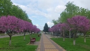 Весне дорогу.