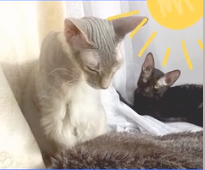 Мудрости Максика