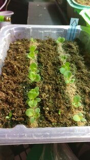 Рассада цветов