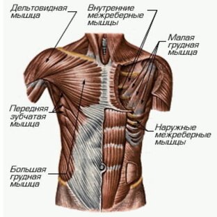 Упражнения для Грудных мышц