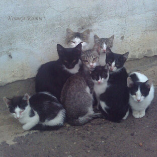 Посты о кошках