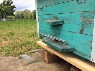 Мои пчелки🐝