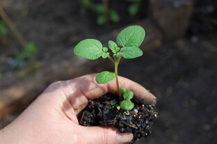Картофель из семян 2023 г.