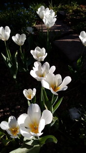 УДАЧИ НА ДАЧЕ