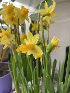 Про цветочки