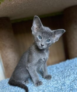 Ориентальный мальчик Вайгер