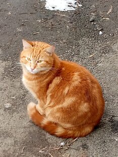 Котики ищут семью