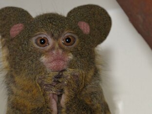 Деньги, инвестиции