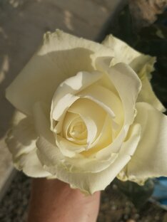 Сад, растения, цветы