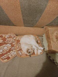 Моя кошка Алиса🟥