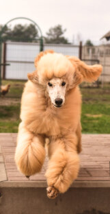 Неуловимая Красотка 