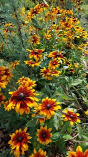 Мы сажаем вместе в Сибири