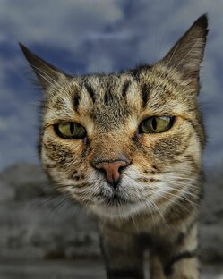 Котэ