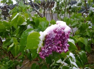 Крымские вёсны