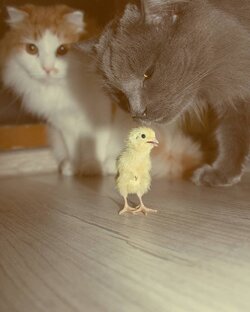 Про птичку из магазинного яйца 