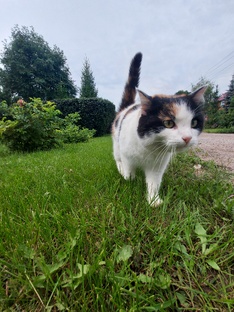 Просто котики