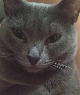 Кошка 